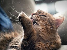 کاهش آلرژی به شوره و موی گربه به کمک دستگاه تصفیه هوا